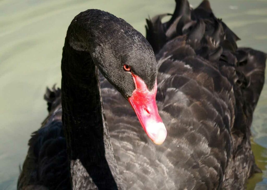 Black Swan