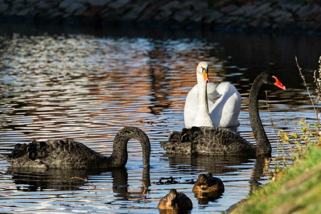 Black Swan