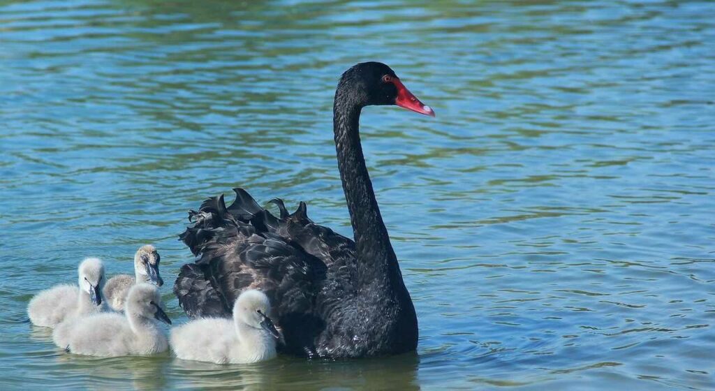 Black Swan