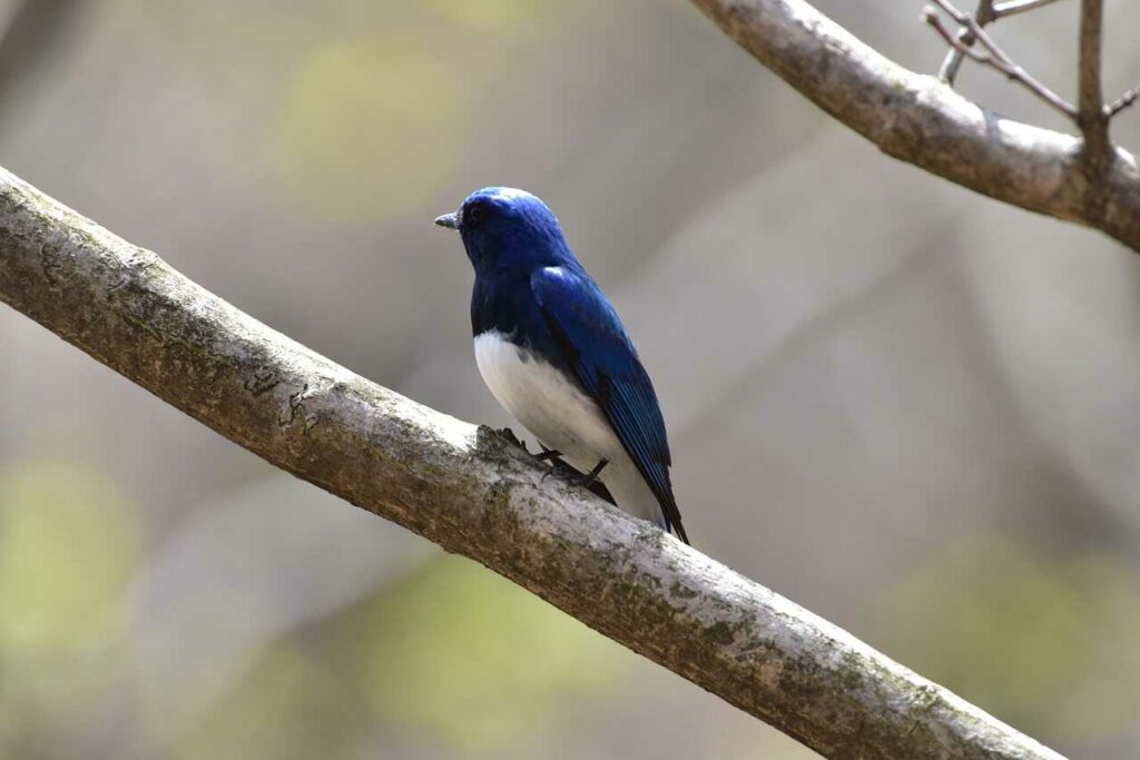 Blue-and-White Flycatcher