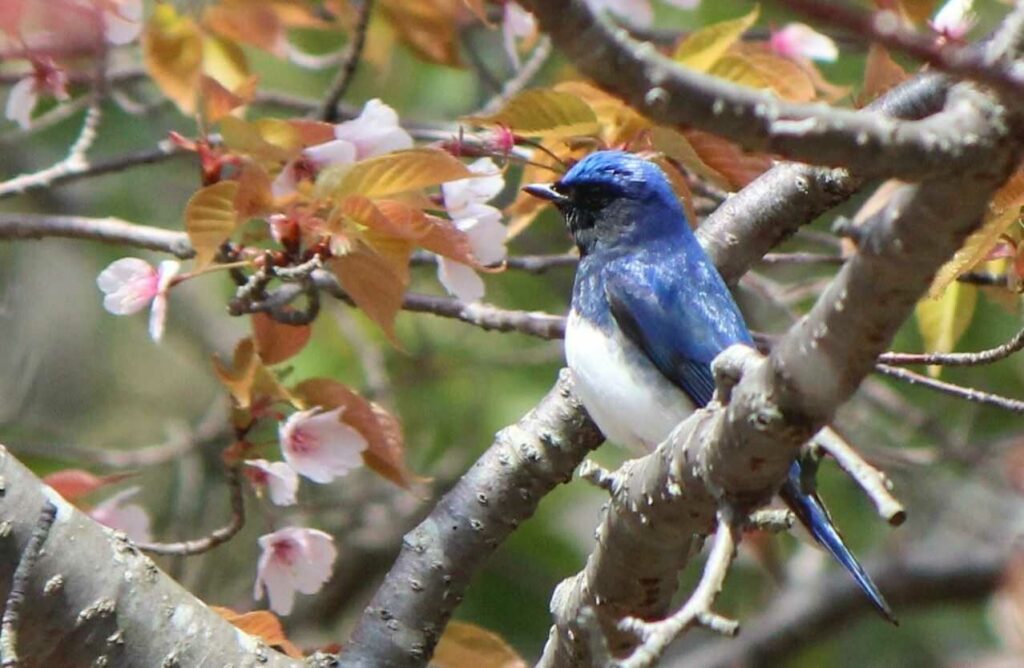 Blue-and-White Flycatcher