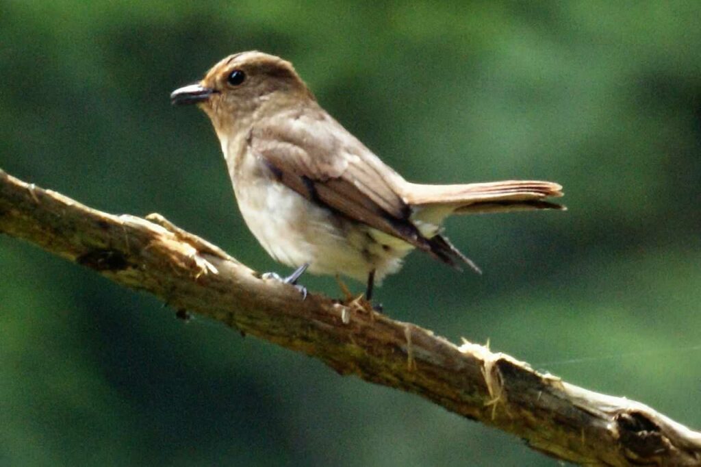 Blue-and-White Flycatcher