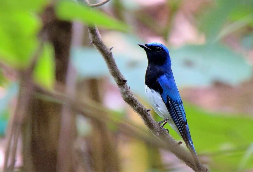 Blue-and-White Flycatcher