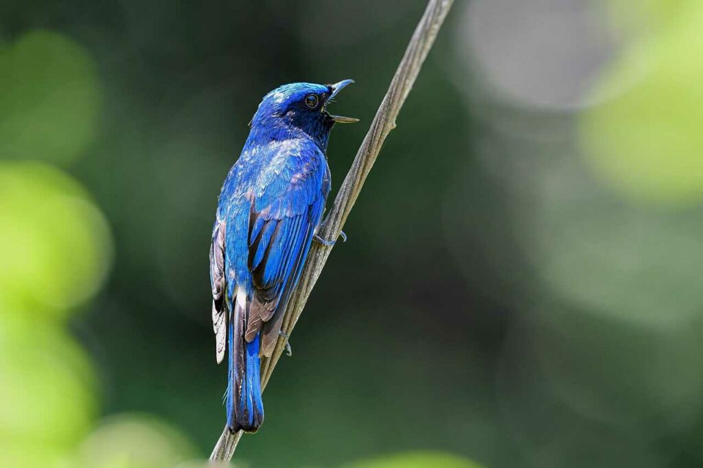 Blue-and-White Flycatcher