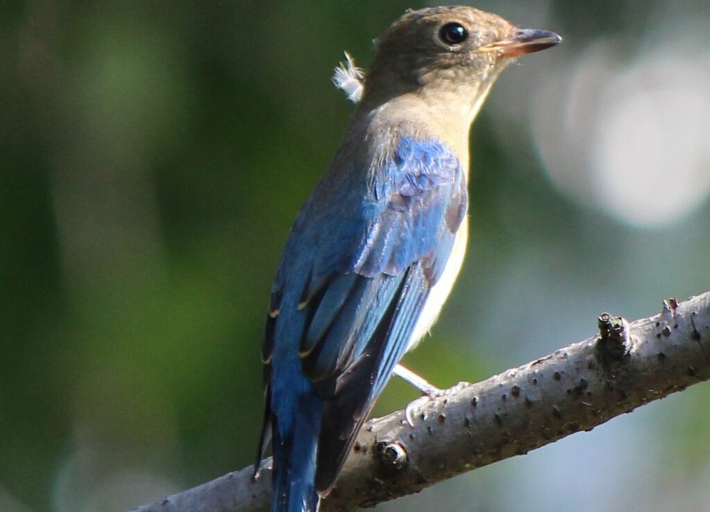 Blue-and-White Flycatcher