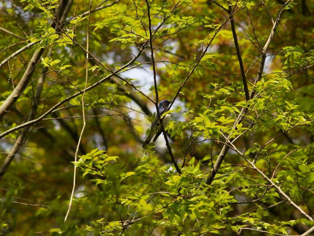 Blue-and-White Flycatcher