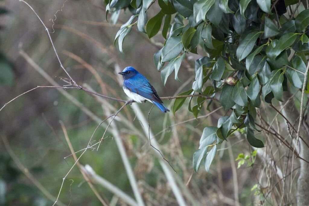 Blue-and-White Flycatcher