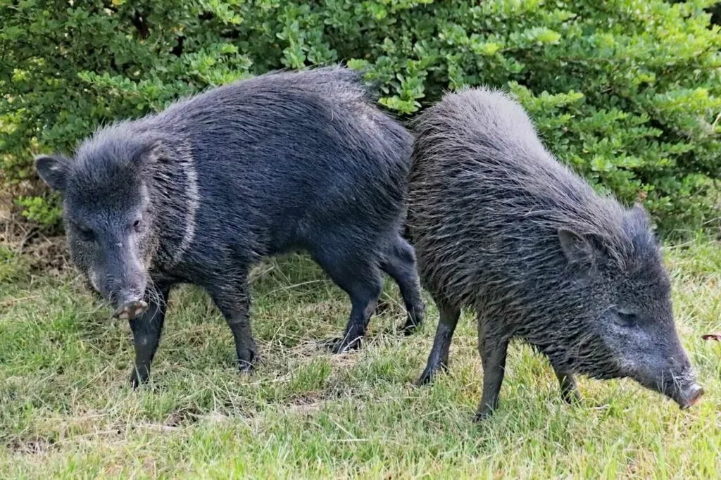 Boar