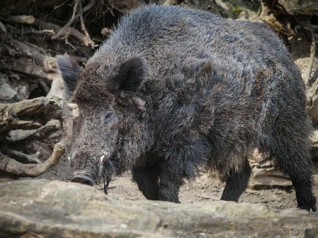 Boar