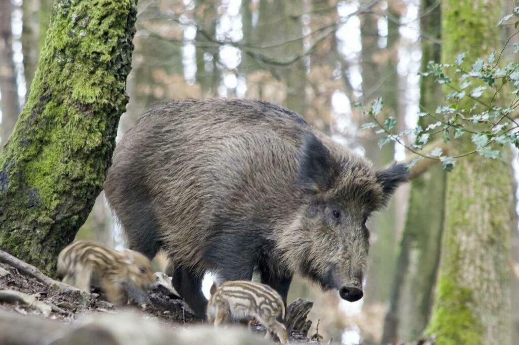 Boar