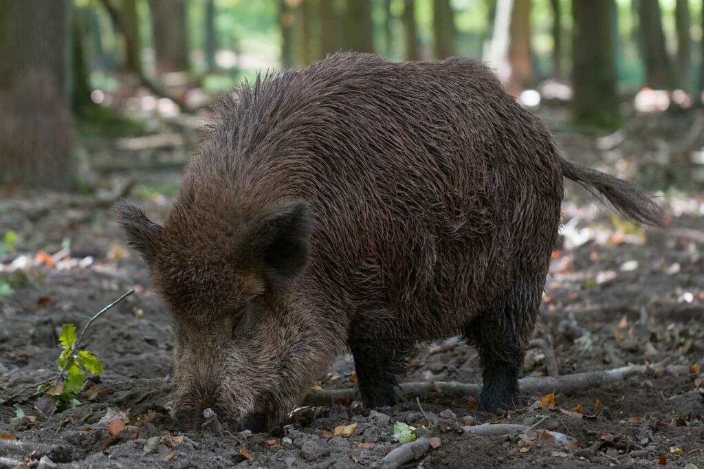 Boar