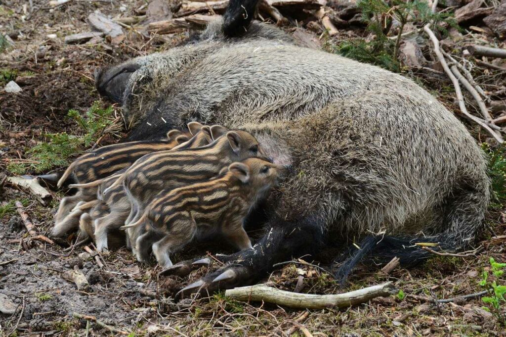 Boar