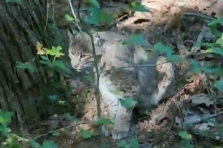 ボブキャット