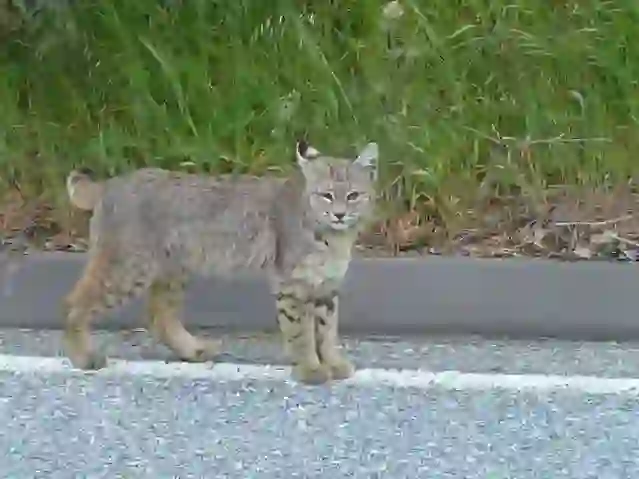 ボブキャット