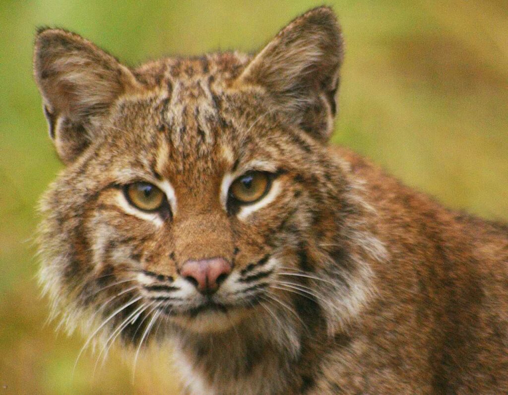 Bobcat