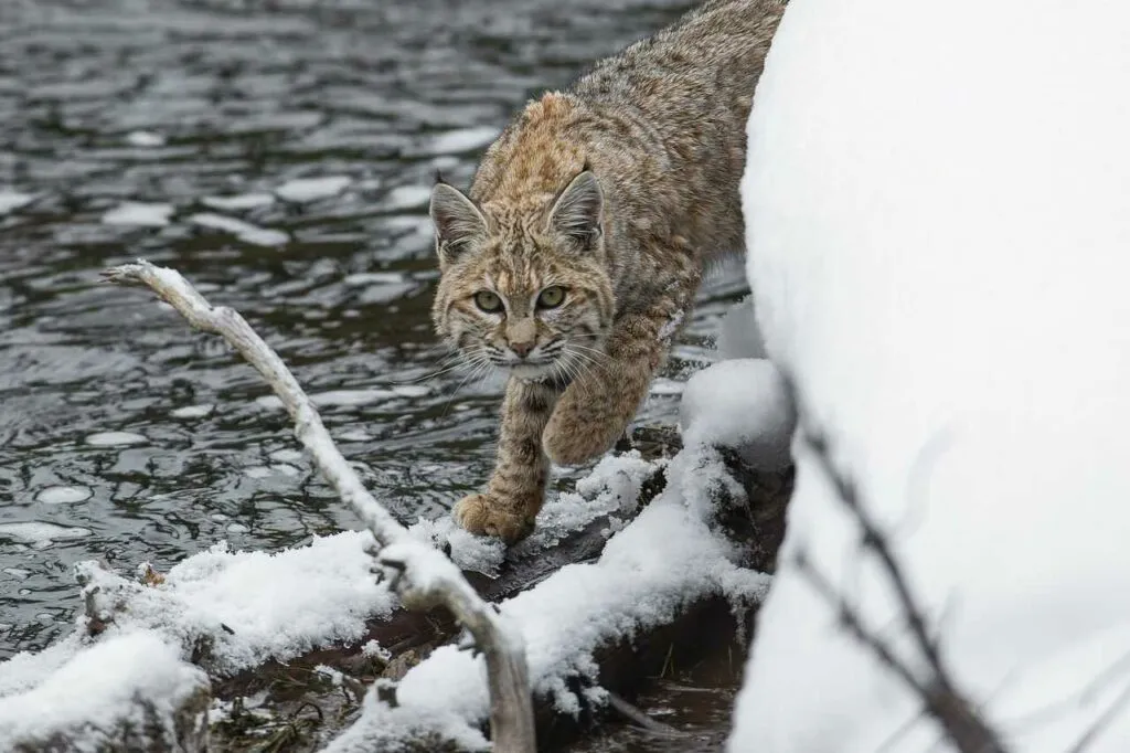 Bobcat