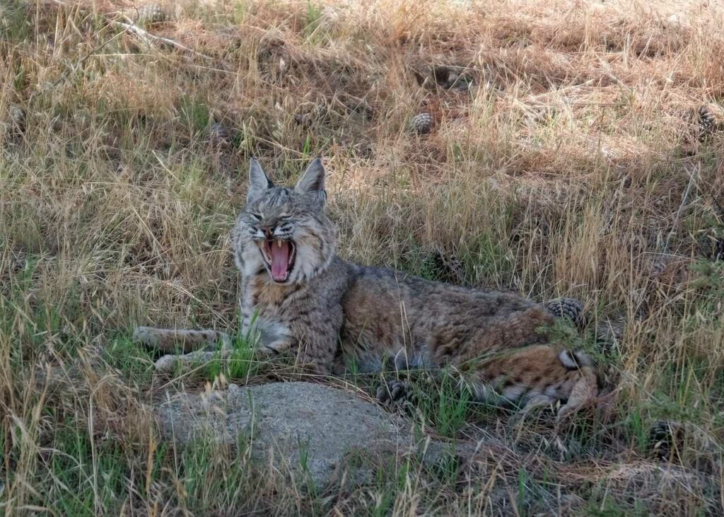 Bobcat