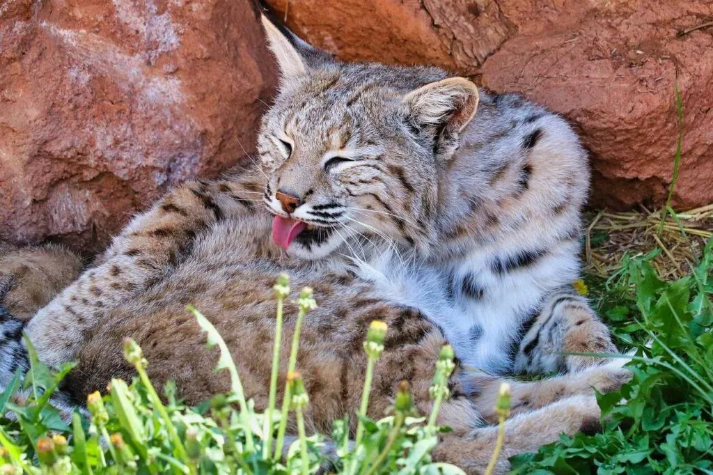 Bobcat