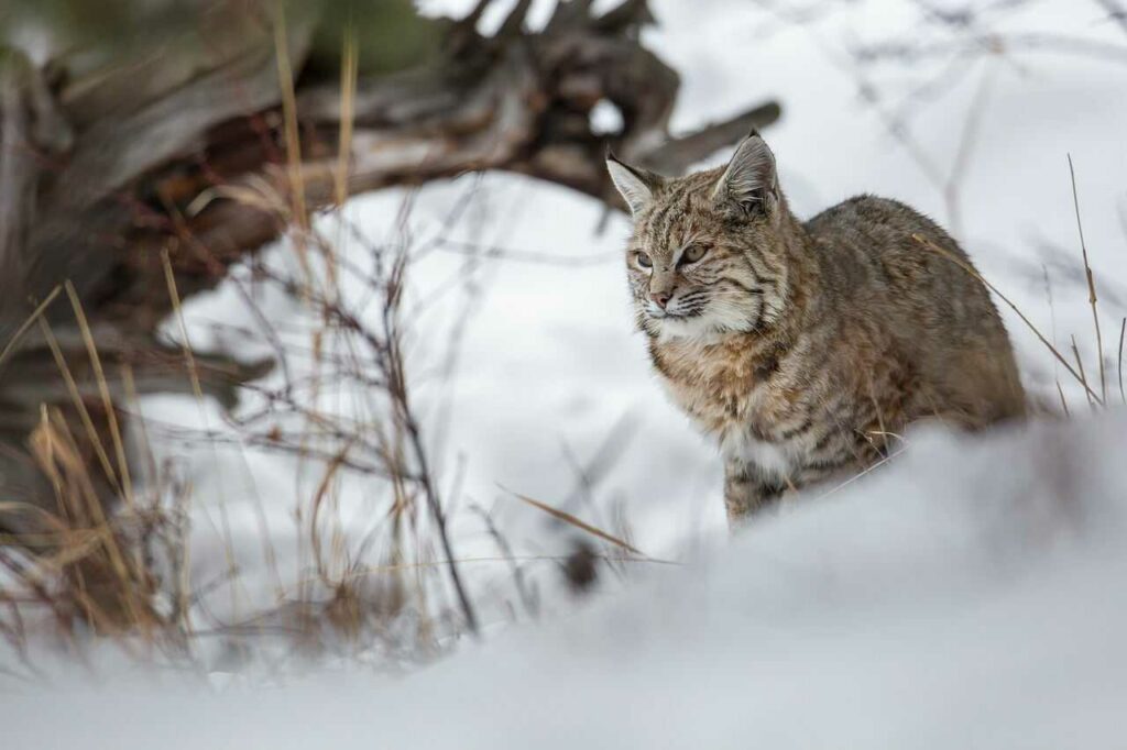 Bobcat