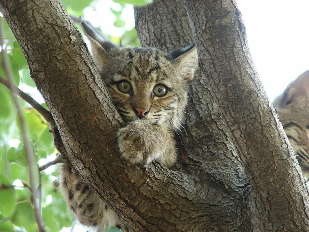 Bobcat