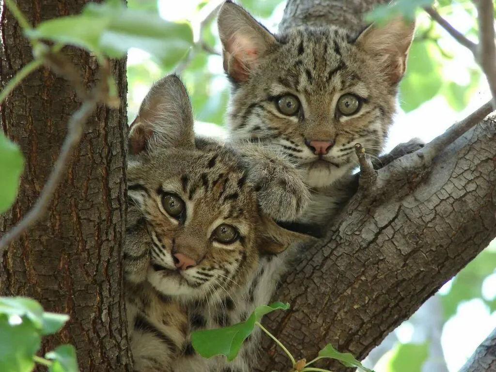 Bobcat