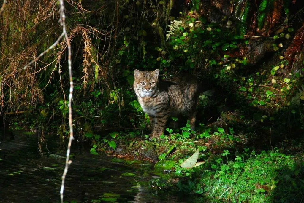 Bobcat