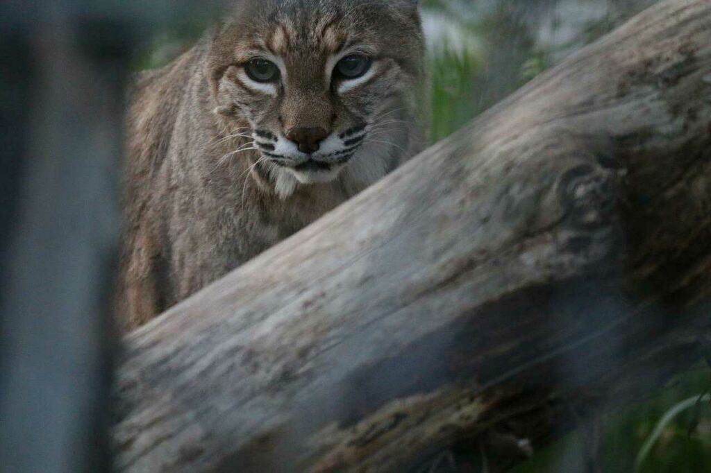 ボブキャット