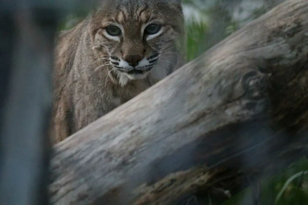 Bobcat