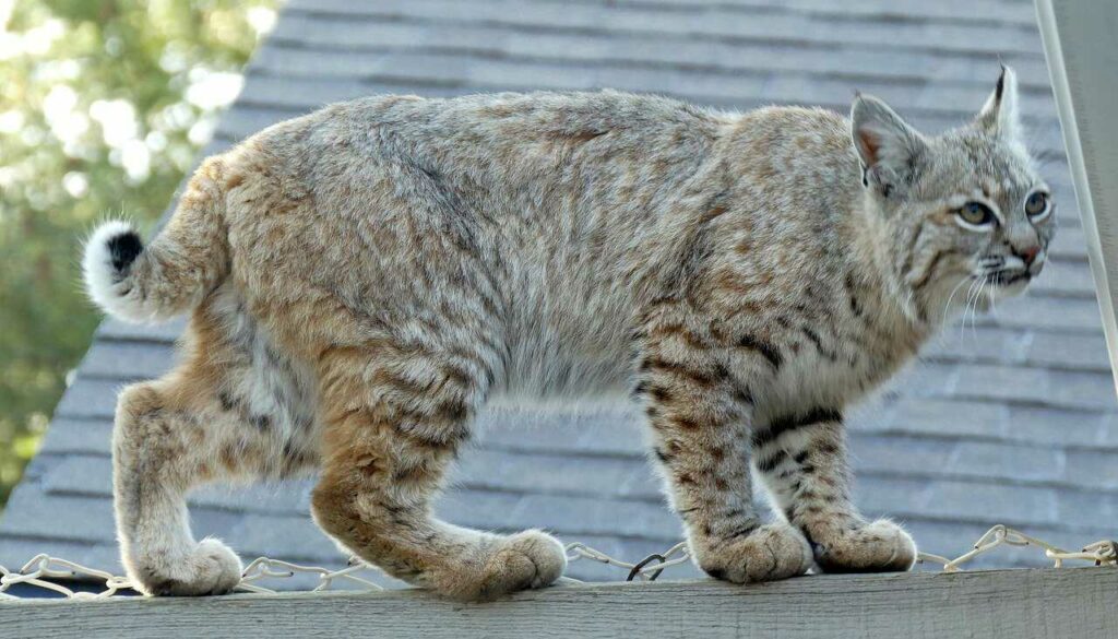 ボブキャット