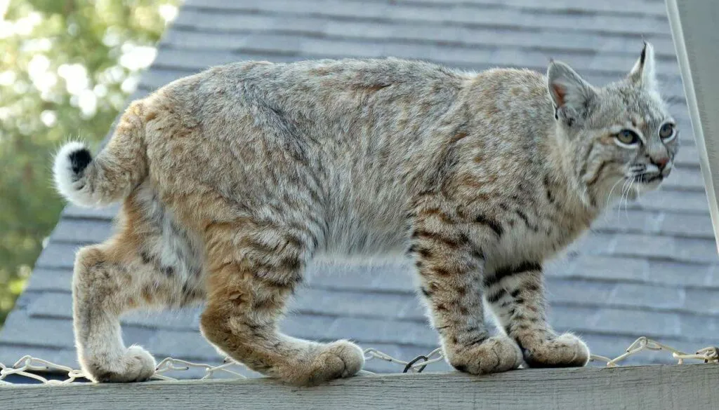 Bobcat