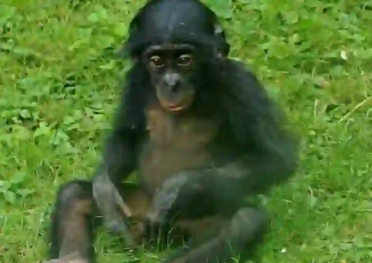 Bonobo