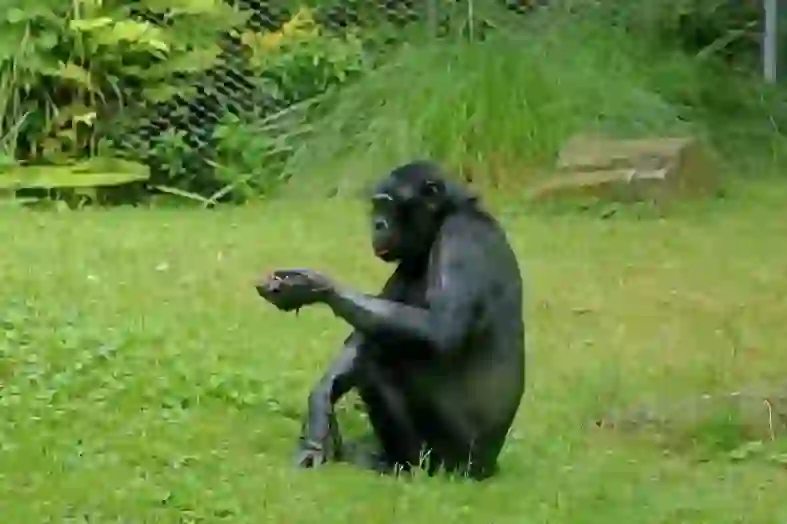 Bonobo