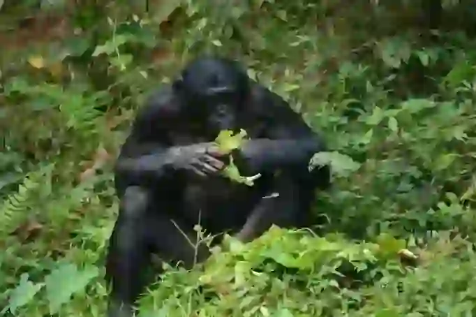 Bonobo