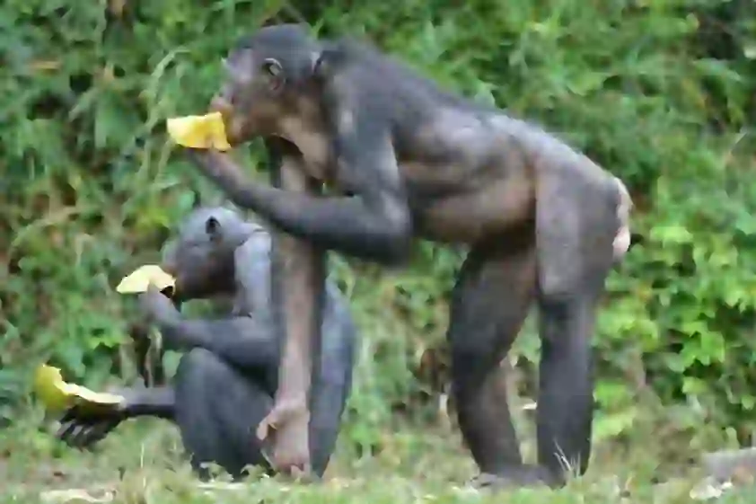 Bonobo