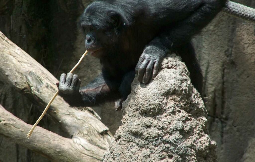 Bonobo