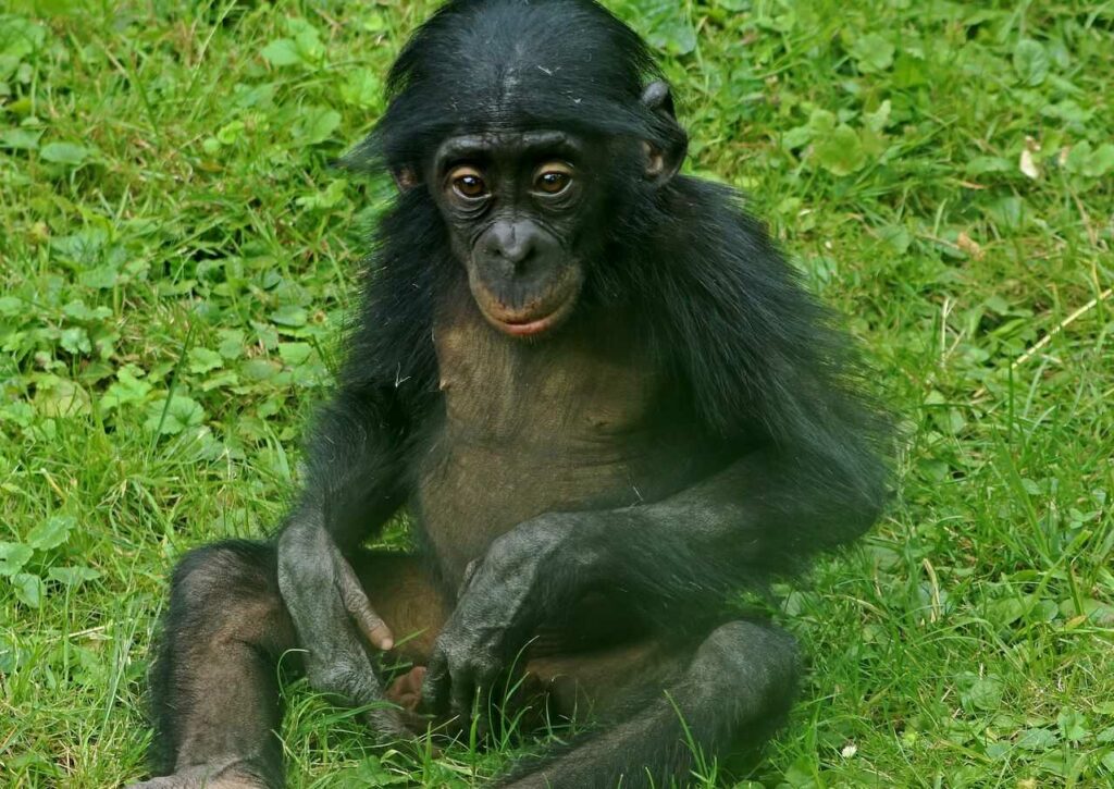 Bonobo