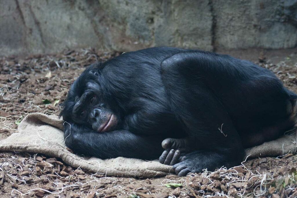 Bonobo