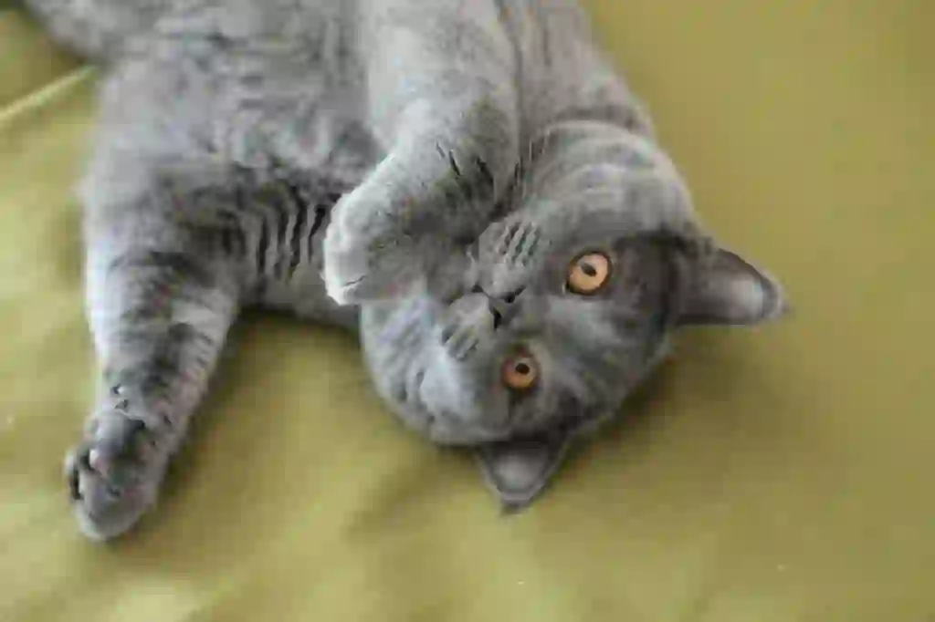 British Shorthair