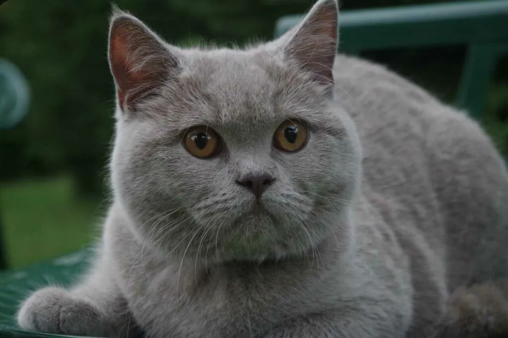 British Shorthair