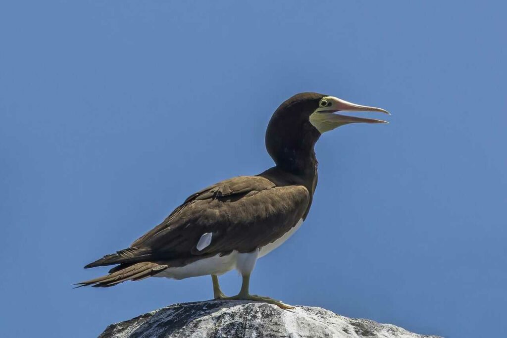 Brown Booby