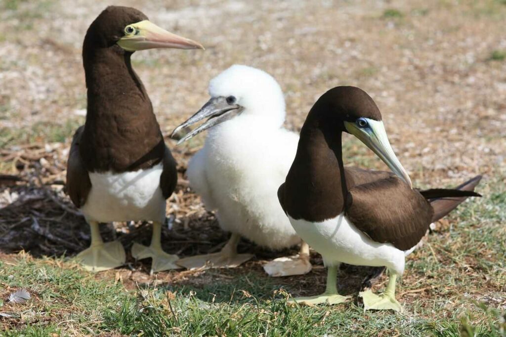 Brown Booby