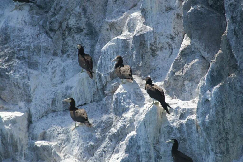 Brown Booby