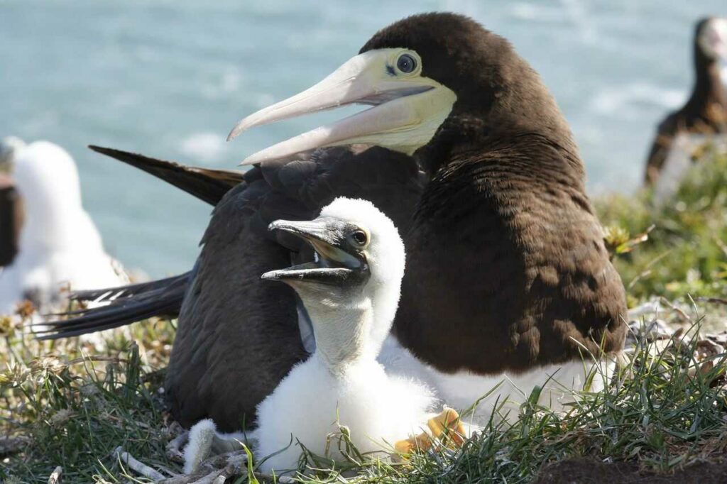 Brown Booby