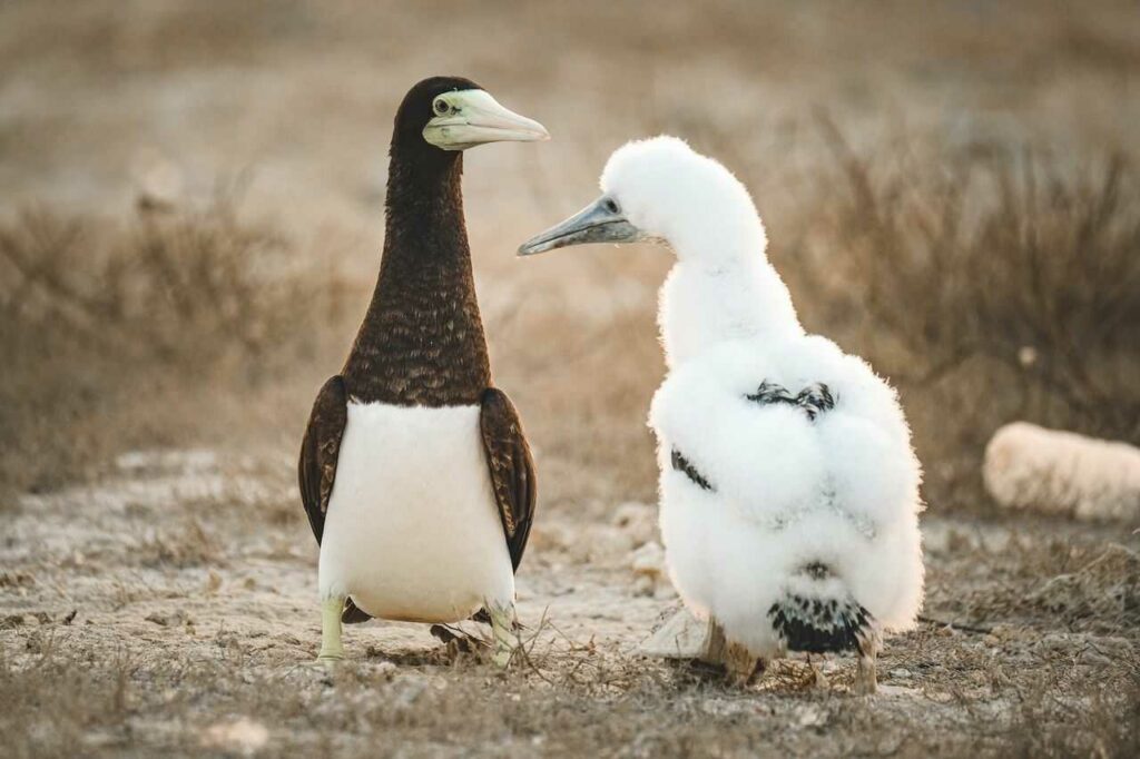 Brown Booby