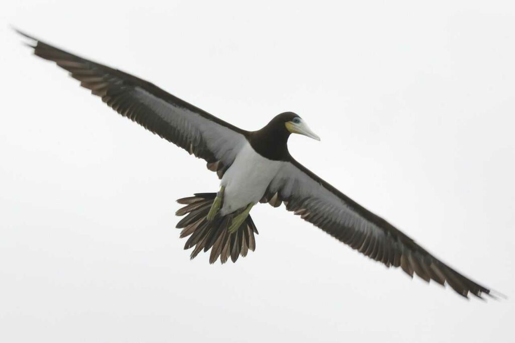 Brown Booby