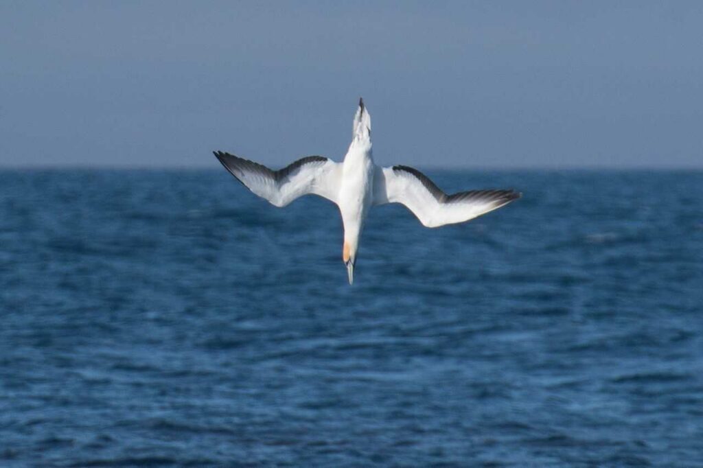 Brown Booby