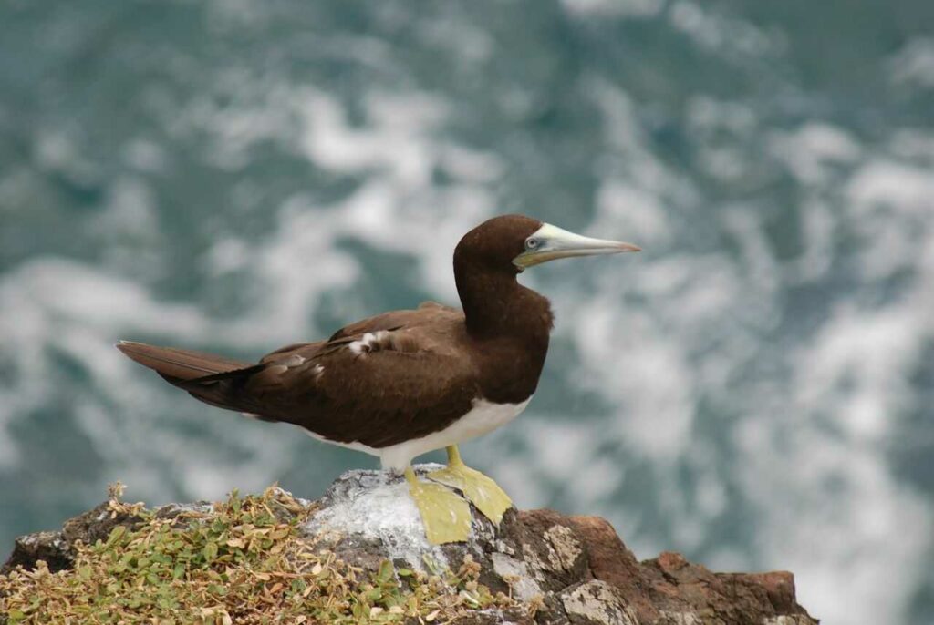 Brown Booby