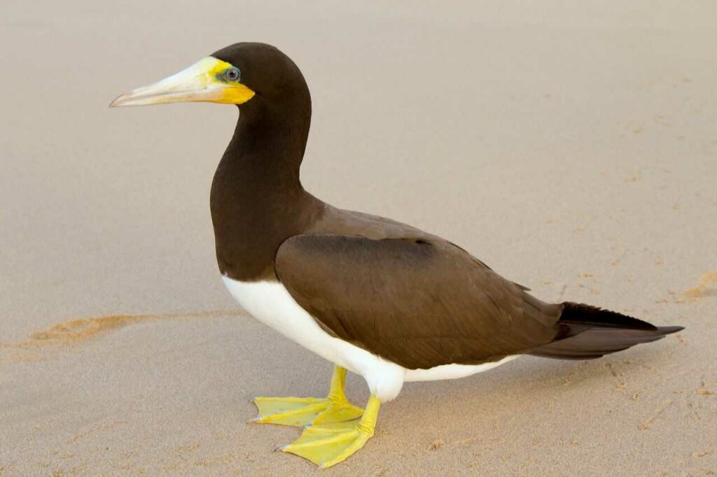 Brown Booby