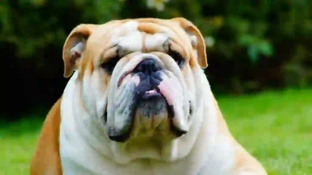 Bulldog