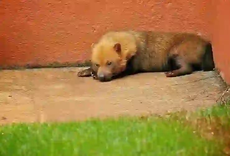 Bush Dog